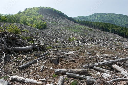 Fotografie Clear-cut mountainside covered with logging debris and tree remnants, revealing extensive deforestation and ecosystem disturbance