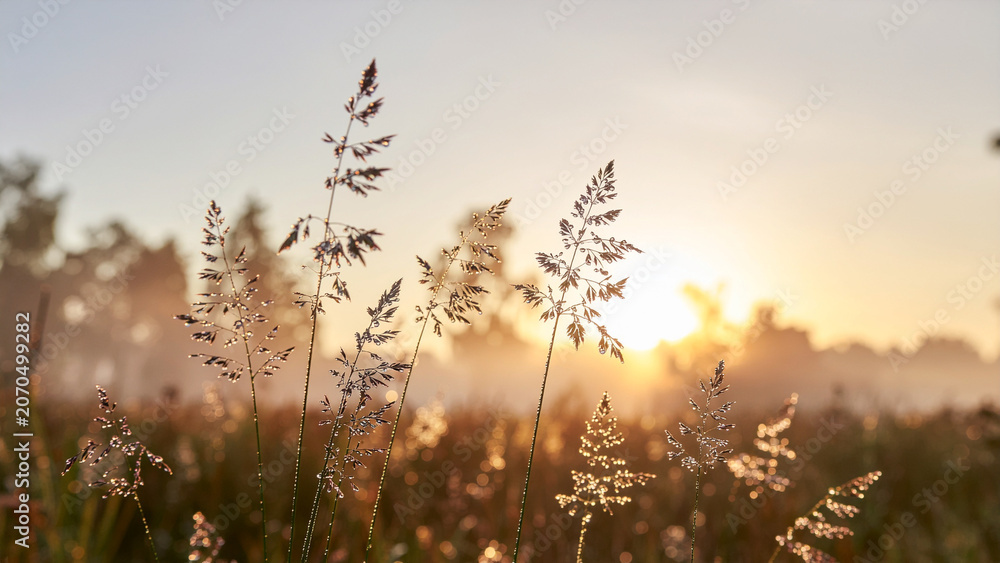 Obraz premium Wild grass stems covered in morning dew drops against a soft golden sunrise background
