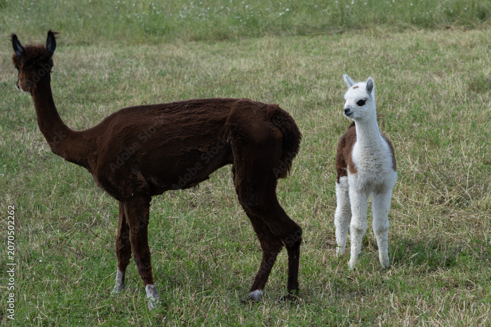 Fototapeta premium alpaka tier natur lama familie