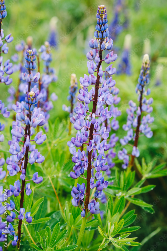 Obraz premium Lupinus polyphyllus field with blue flowers in selective focus