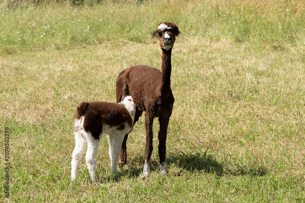 Fototapeta premium alpaka tier natur lama familie