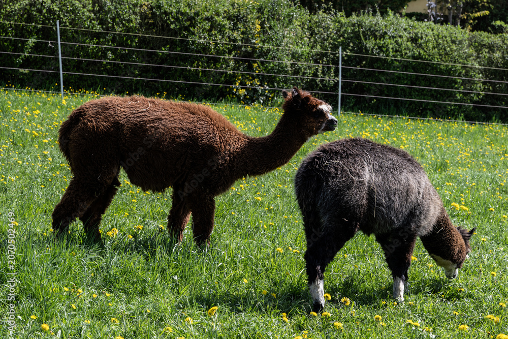 Fototapeta premium alpaka tier natur lama
