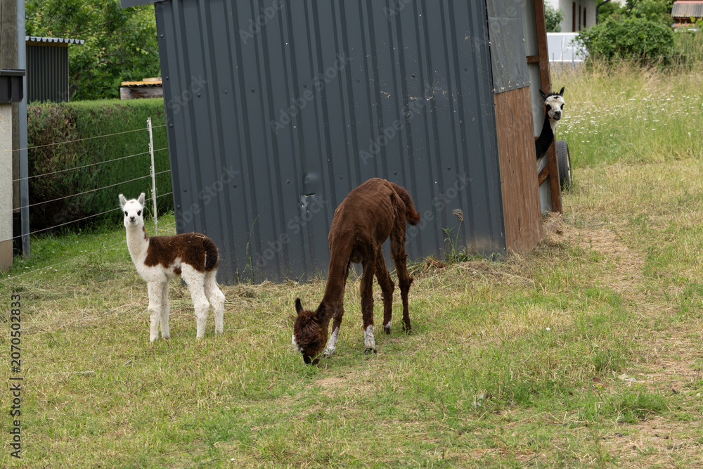 Fototapeta premium alpaka tier natur lama familie