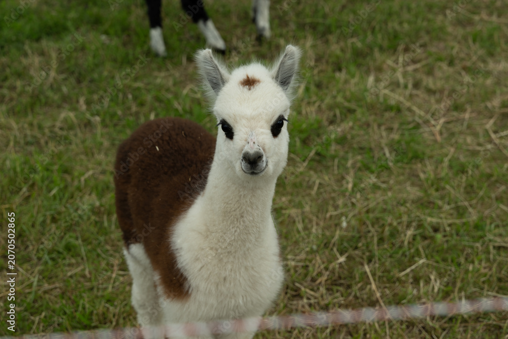 Fototapeta premium alpaka tier natur lama baby