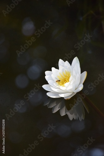Canvas Print Beauty in the Dark