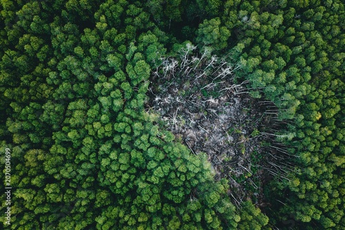 Tableau sur toile Aerial view of rainforest clearing surrounded by dense canopy, revealing habitat loss, forest fragmentation, and deforestation