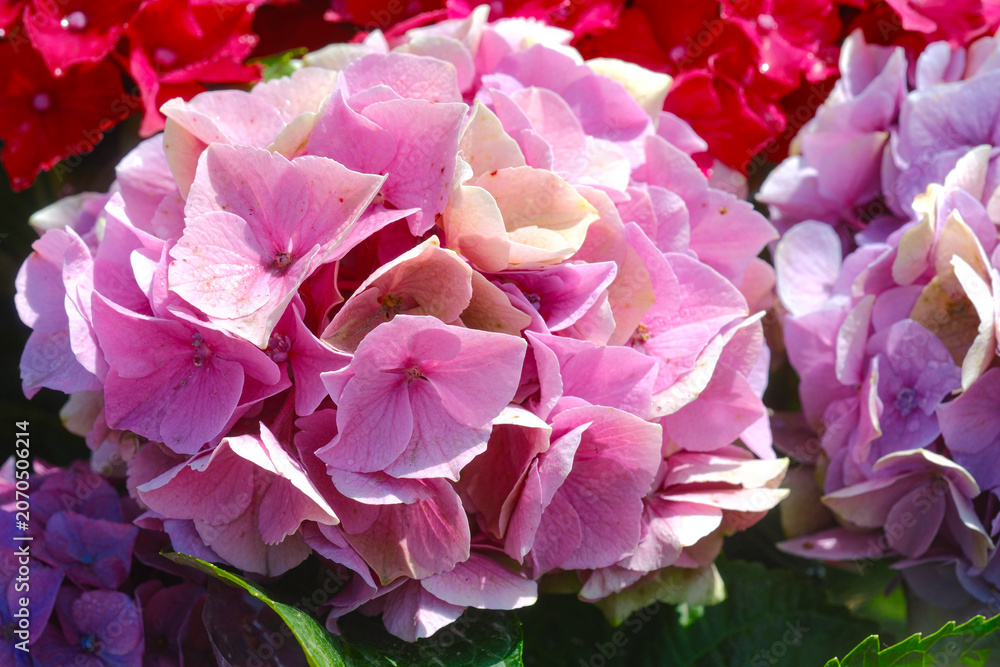 Obraz premium Pink and red hydrangeas blooming in nature