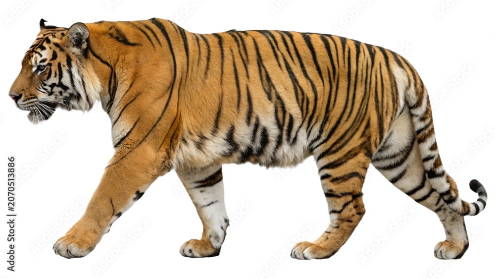 Obraz premium Majestic Bengal tiger walking, full body side view isolated on a white background