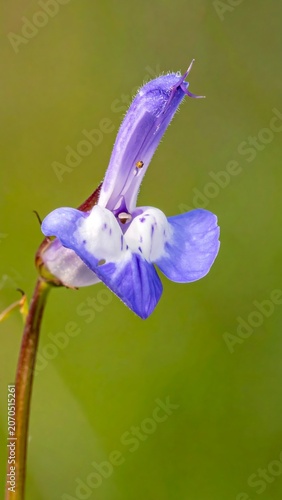 Collinsia Flower Close Up.