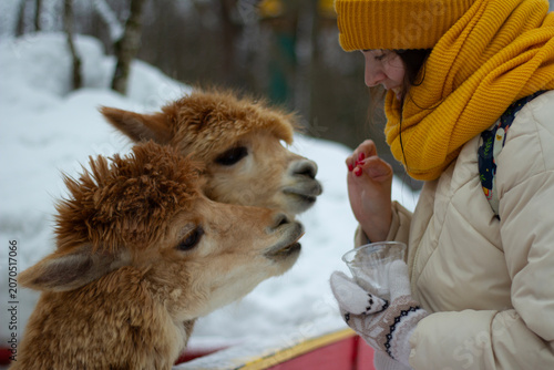 Street photo close up. White woman in winter down jacket, yellow scarf feeds an curly wool alpaca with carrot at farm animal. Concept of wild life, pet care, zoo park, walk, cold weather, travel