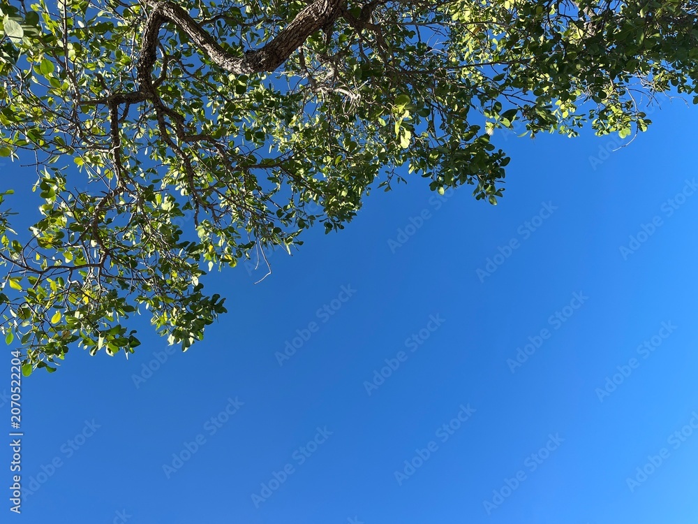 Fototapeta premium A blue sky framed by green mangrove trees