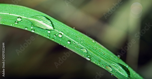 Принти на полотні Macro Water Droplets on Green Grass Blade After Rain, Nature Background