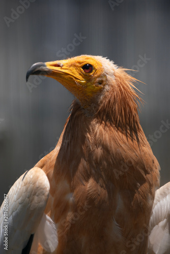 Foto A portrait of an Egyptian vulture