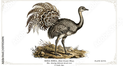 Foto Vintage Greater Rhea Bird Vector Illustration with Detailed Feathers in an Antiq