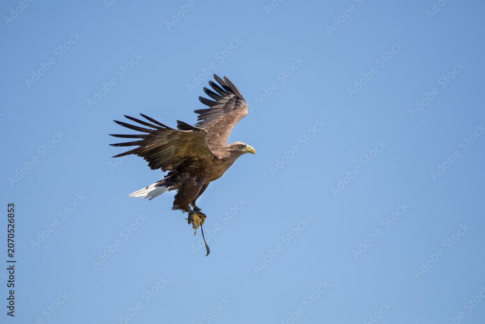 Obraz premium White-trailed sea eagle catch a chicken