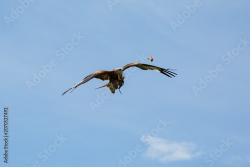 Fotografie Red kite catching food