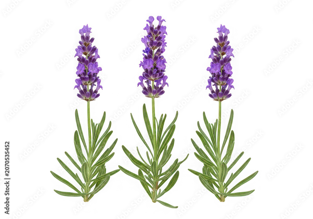 Fototapeta premium Three sprigs of fresh lavender isolated on transparent background