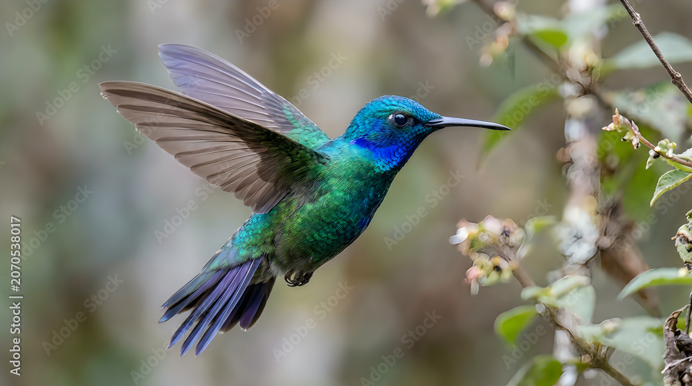 Obraz premium Vibrant hummingbird in flight near blooming flowers