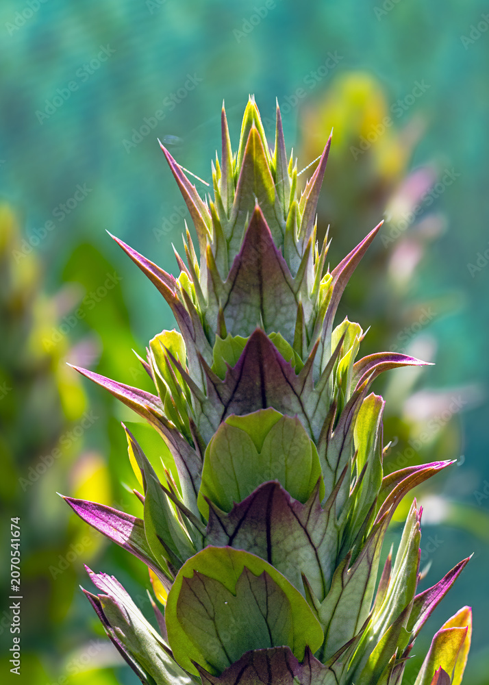 Fototapeta premium Bärentatze Blütenstand Acanthus mollis Blütenknospe