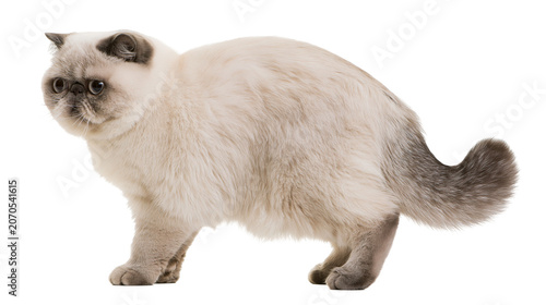 Foto Fluffy cream exotic shorthair cat with dark grey markings, isolated on transpare