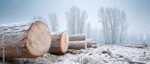Large fallen tree logs in snow-covered winter landscape with bare trees