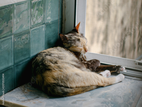 Calico Cat Resting on Window Ledge with Green Tile Wall and Screen Bokeh Background