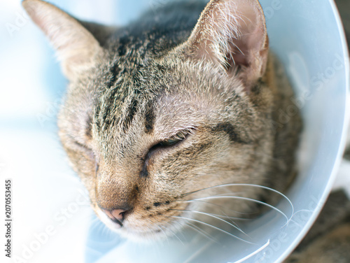 Close-Up Portrait of Tabby Cat with Elizabethan Cone Collar Veterinary Recovery