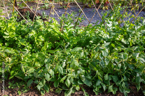 Gros plan sur des plants de légumes en cultures associées dans un potager : haricot mangetout et panais