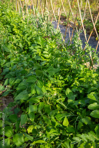 Gros plan sur des plants de légumes en cultures associées dans un potager : haricot mangetout et panais