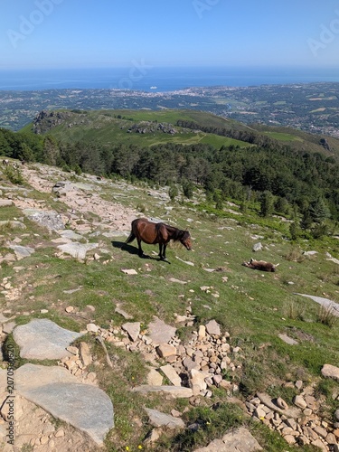 Fotografie Wild Pottok horse standing near its sleeping foal on the rocky hiking trail of La Rhune mountain, with a panoramic view of Saint-Jean-de-Luz and the Basque coast, France