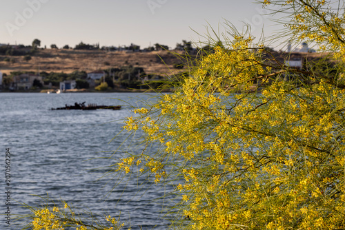 Beautiful tree (Parkinsonia aculeata) of a yellow flowers  close-up