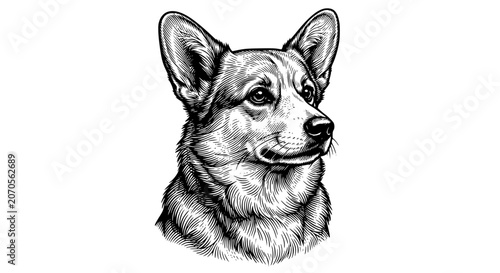 Photos corgi portrait, corgi head, erect ears dog, black and white dog art, corgi illus