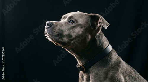 Dramatic side profile portrait of gray dog on black background