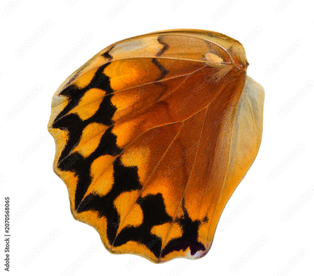 Fototapeta premium beautiful orange lower back siamese junglequeen butterfly wing in close up with scales details, nature artistic