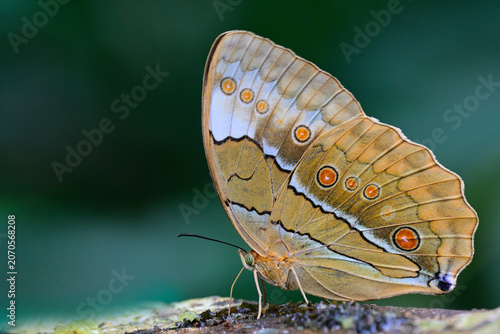 rare wild butterfly sipping syrup from rotten fruitin deep forest on foothill of phu hin rong kla national park, Thailand