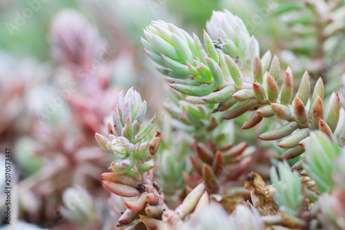 Принти на полотні A stunning macro photograph of a stonecrop (Sedum) plant blooming in a garden, capturing the intricate geometric structure of its fleshy leaves