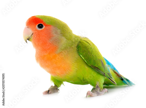 Photos Peach faced Lovebird