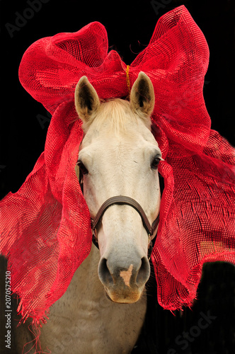 Grey horse wearing a huge and REAL red bow