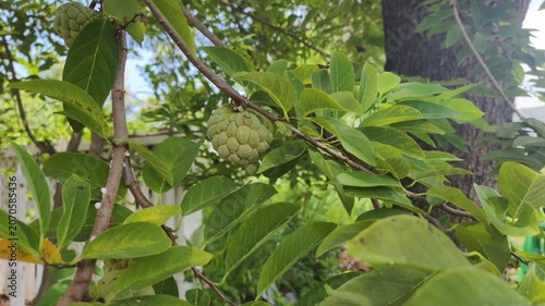 Fresh custard apple ripens on organic plantation. Green foliage surrounds exotic custard apple hanging on strong wooden branch, showcasing natural tropical agriculture concepts.
