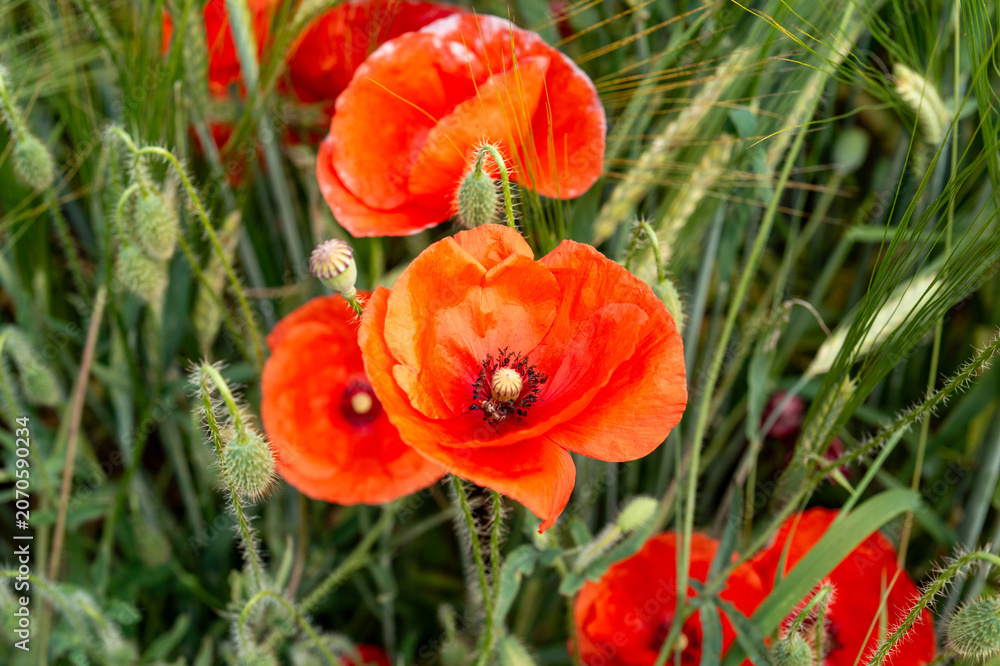 Obraz premium Bright poppy flowers bloom in a field during daylight hours with green grass and wheat surrounding them