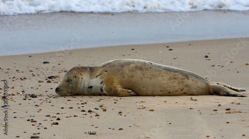Foto Common or Harbour Seal resting on shore