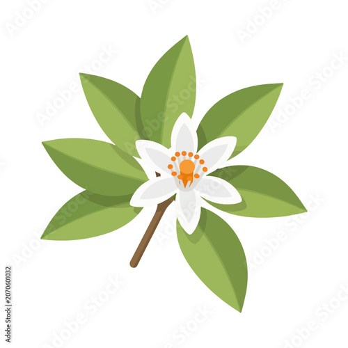 A single white flower with green leaves isolated on a plain white background