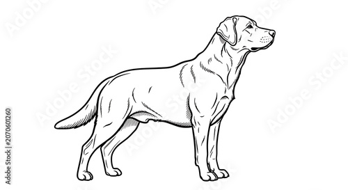Sketch of a standing labrador dog