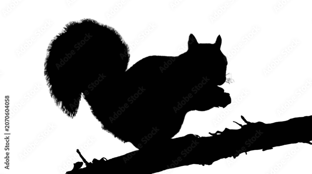 Fototapeta premium Squirrel sitting on a branch silhouette isolated on transparent background, Vector