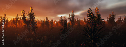 Foto Field full with blooming yuccas in the mist under a cloudy sky during sunrise