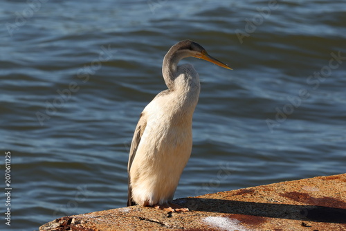 Cuadro en lienzo Australasian darter