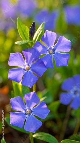 Blue Vinca Minor Bloom.