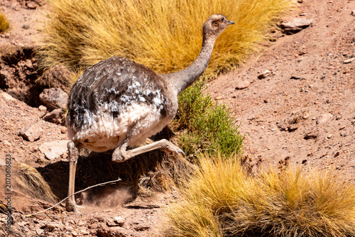 Obraz na płótnie A dynamic wild Darwin's rhea (Rhea pennata) sprinting swiftly across the arid Andean Puna, kicking up a dramatic cloud of dust in the sun