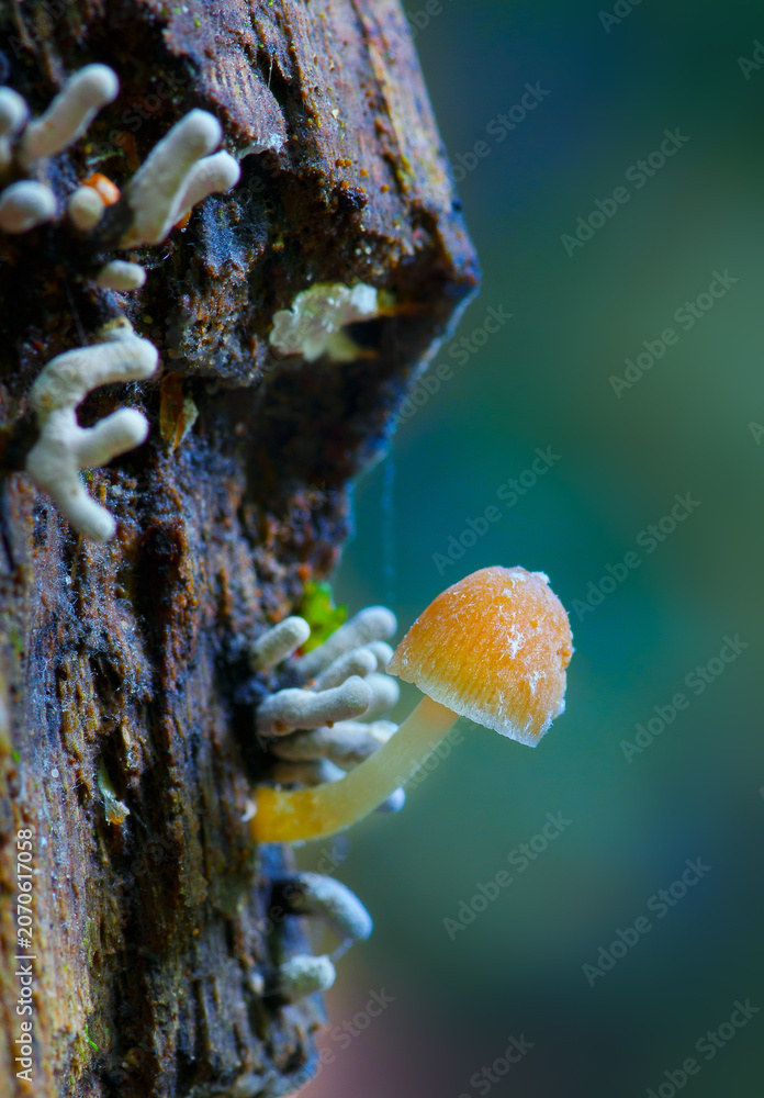 Obraz premium Small orange mushroom growing on textured tree bark with white fungi and blurred green background, evoking peaceful natural scene