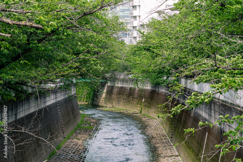 神田川の風景